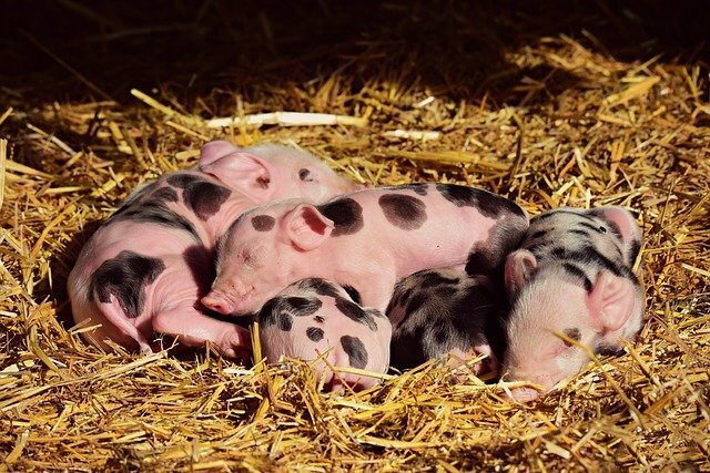 Fapte despre porc Pun pariu că nu știați despre animalul din curtea fermei