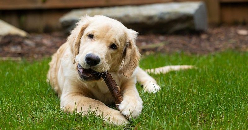 როდის ცვივა ლეკვის კბილები იცოდეთ ყველაფერი თქვენი ძაღლის კბილების ამოღების ტენდენციების შესახებ