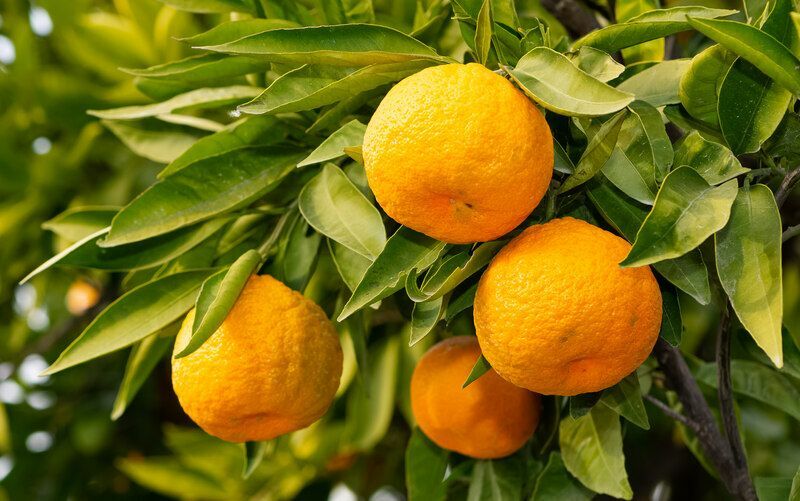 Ízletes mandarin Megvizsgálták, lehet-e a kutyáknak mandarin