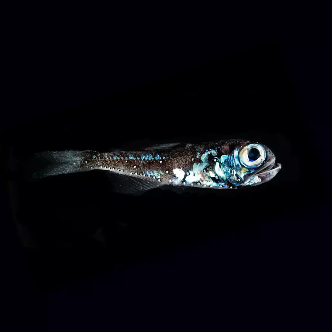 Το φαναρόψαρο λάμπει επειδή αυτά τα είδη ψαριών έχουν φωτοφόρα που τα βοηθούν να εκπέμπουν μπλε ή πράσινο φως στον ανοιχτό ωκεανό.