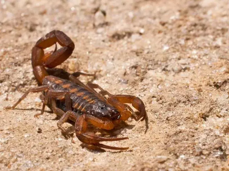 Fakti par mizu skorpionu, ko jūs nekad neaizmirsīsit