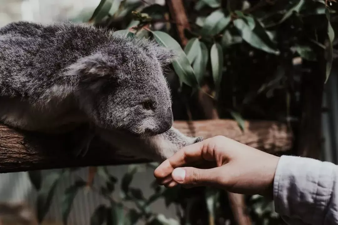 Fascinerande fakta om koala-fingeravtryck som du inte visste!