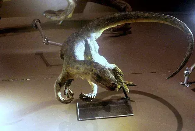 17 حقائق عن Marasuchus لن تنساها أبدًا