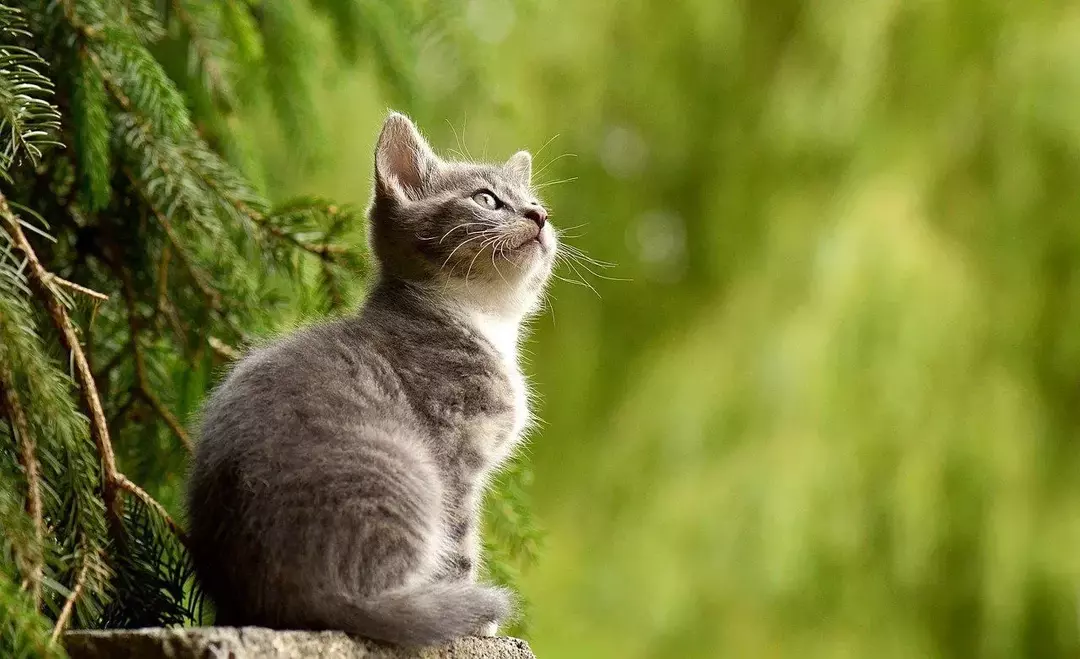 რა არის ყველაზე საყვარელი კატა მსოფლიოში? Purr-fect Cat Breeds ფაქტები გამოვლინდა!
