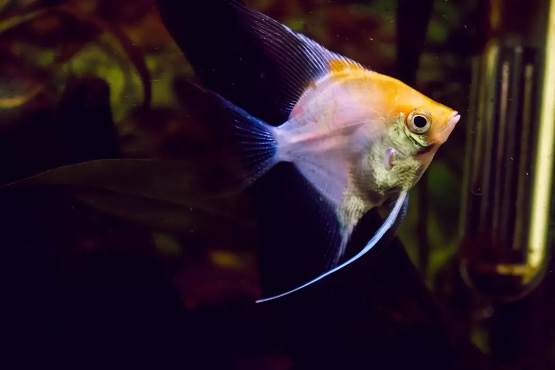 Hvor stor blir Angelfish? Den ideelle tankstørrelsen for denne skjønnheten