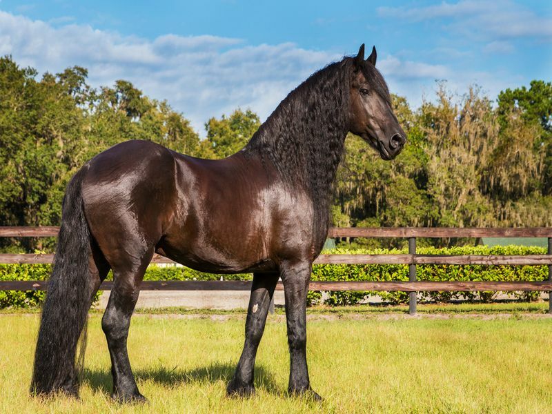 ¿Sabes cuánto mide un caballo? ¿Cuál es la altura promedio de un caballo?
