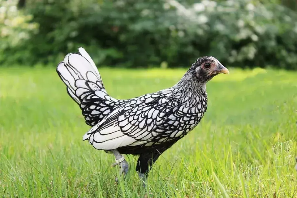 سلالات الدجاج الفاخرة: ما مدى الأناقة التي يمكن أن تحصل عليها الكوكيرات حقًا؟