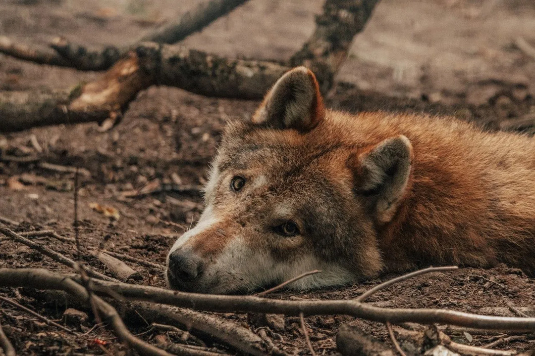 Alaskan Wolves Fakten Warum werden sie missverstanden und wie können wir helfen?