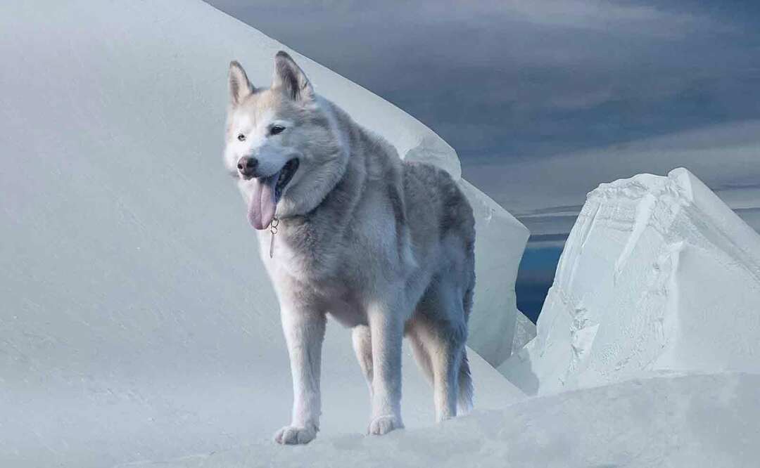 15 Pawfect dejstev o mešanici Husky Wolf Mix, ki bo otrokom všeč