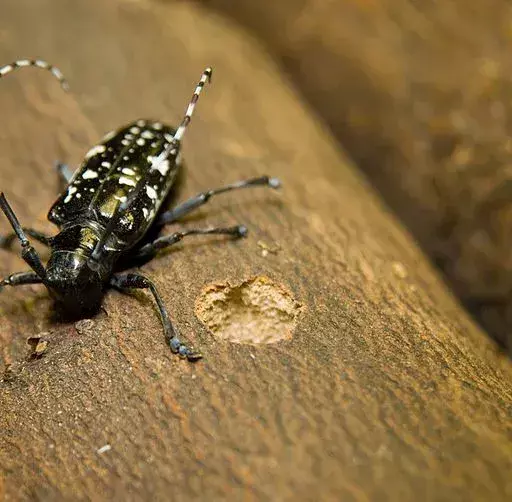 Знаеше ли? 21 невероятни факта за азиатския дългорог бръмбар