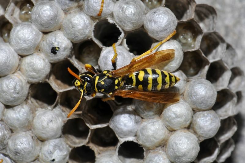 Πόσες μέλισσες βρίσκονται σε μια κυψέλη Τα καλύτερα στοιχεία για τα σφάλματα που πρέπει να γνωρίζουν όλα τα παιδιά