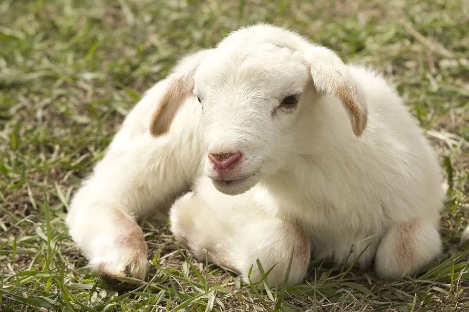 Faktai apie avis, kuriuos reikia žinoti prieš kitą apsilankymą ūkyje