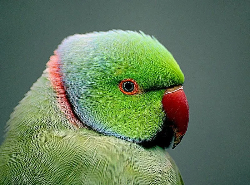 Mens grønne parakitter sees i massevis, er en naturlig blåfarget parakitt sjeldnere sett.