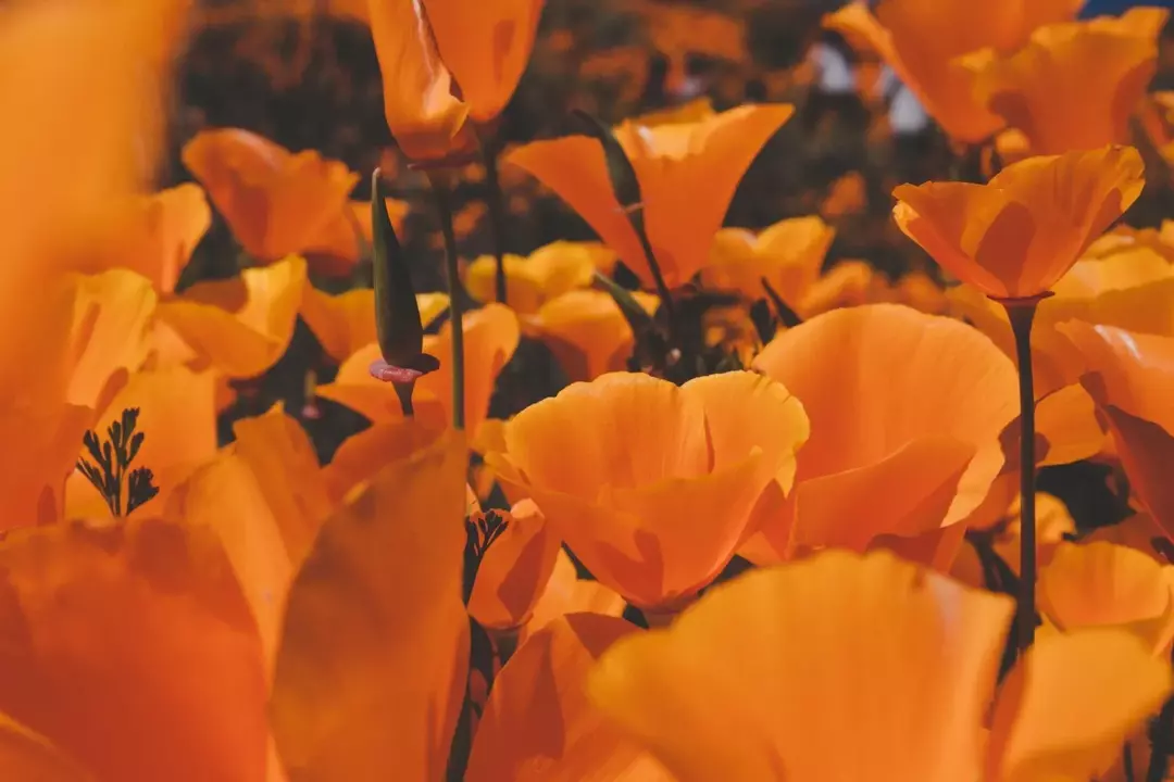 La amapola dorada tiene flores de color amarillo o naranja.