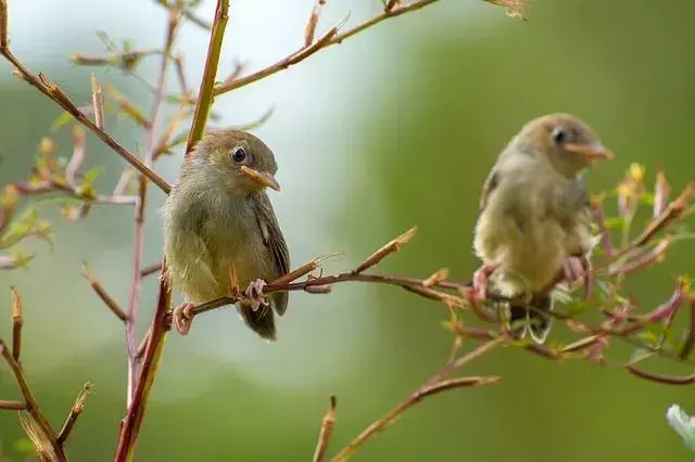 Fugler som synger om natten: arter, sanger og deres betydning