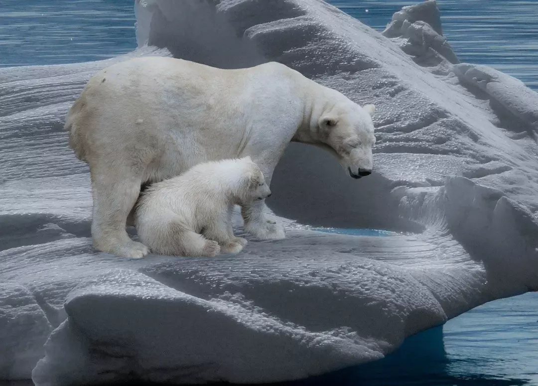 Isbjørn går ikke i dvale; bare gravide hunner går inn i hi.