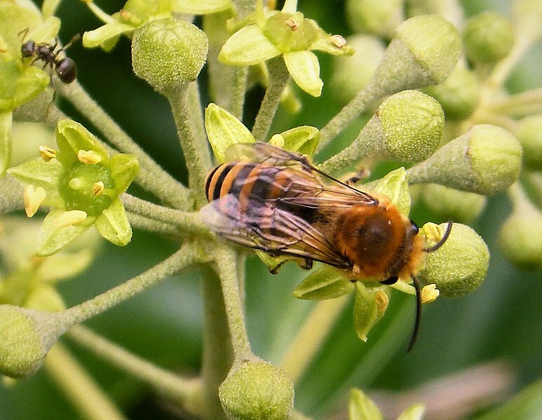Mereka sangat kecil sehingga hampir tidak mungkin untuk mengamati lebah ivy ini dengan jelas melalui mata telanjang.