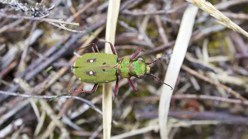 Зелен тигър бръмбар: 21 факта, на които няма да повярвате!
