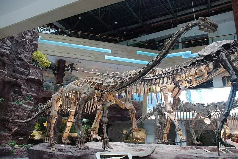 Leher panjang dan ekor Zigongosaurus adalah fitur utama dari semua Sauropoda.