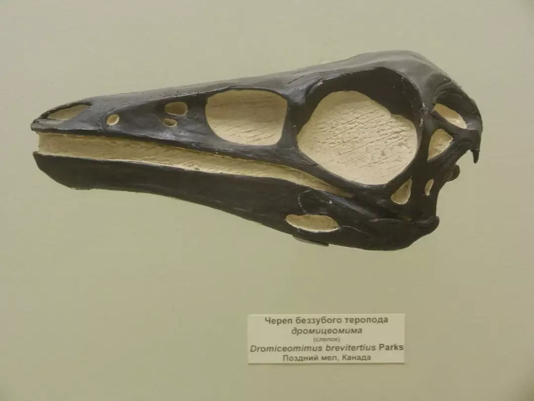 Denne 'emu-mimic' dinosaur havde en mund med næb og en fjerbeklædt krop.