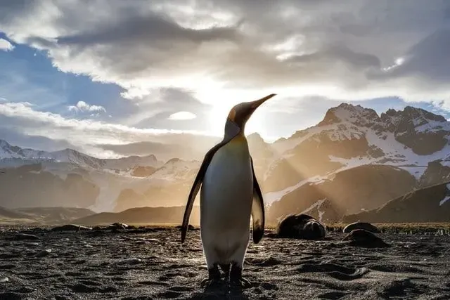 Lista kalambury „najlepsze-pingwinowe-kalambury-napisy-i-jedno-liniowe”