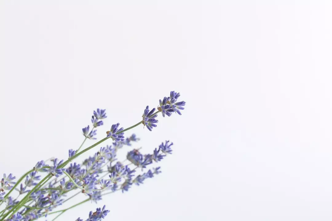 Lavendel har flere bruksområder og er best brukt i aromaterapi, her er noen lavendel sitater.