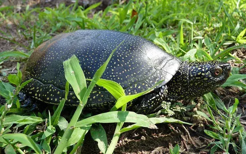 Věděl jsi? 21 Neuvěřitelných faktů o evropských želvách