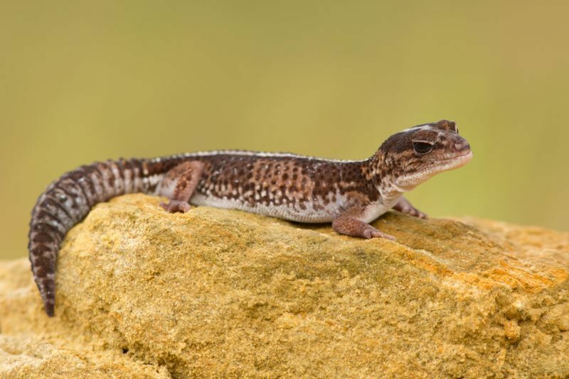Ce que vous devez savoir sur les exigences de température du gecko à crête