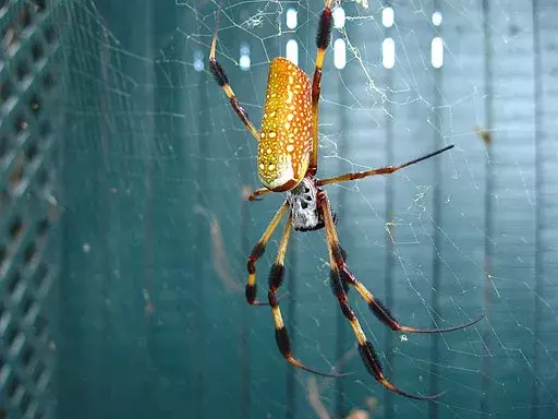 Auksinis šilkas, Nephila clavipes, yra unikalios spalvos voras.