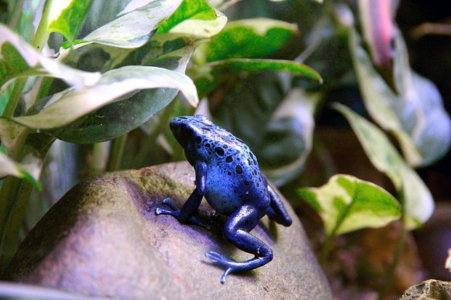 Plave otrovne žabe imaju jarko plavu kožu.