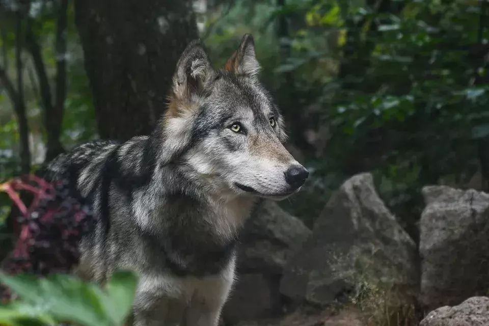 حقائق حول الذئب في شبه جزيرة كيناي Pawfect سيحبها الأطفال