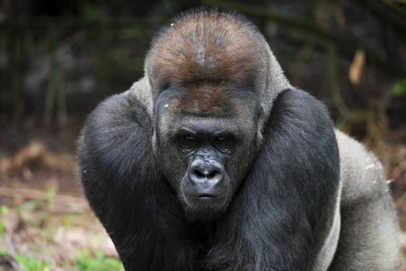 Koliko dugo žive gorile Saznajte koliki je životni vijek ovog snažnog sisavca