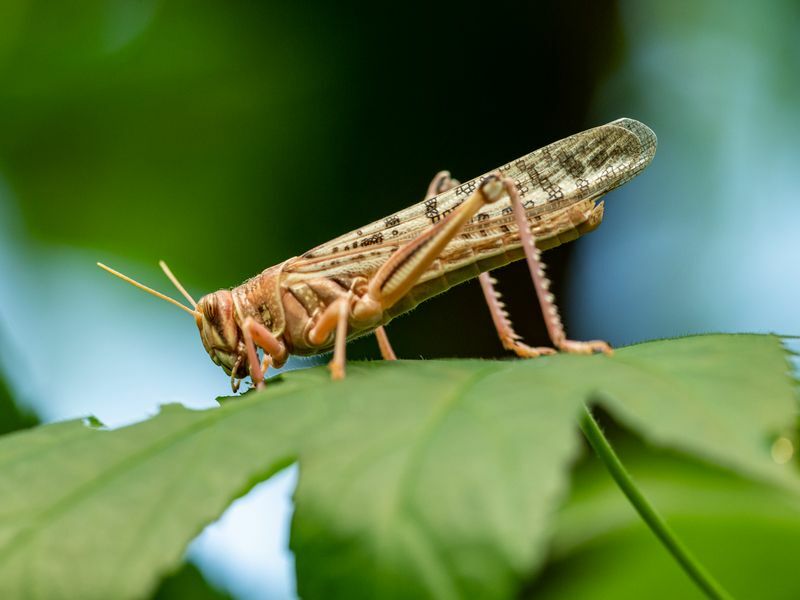 Цикада против скакавца задивљују разлике у крилима између зујећих инсеката