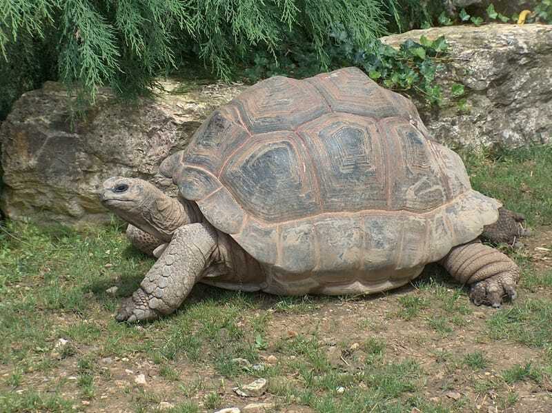 Morsomme Arakan Forest Turtle Fakta for barn