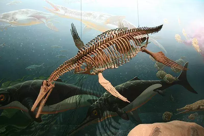 19 Fin-tastische feiten over de Kimmerosaurus voor kinderen