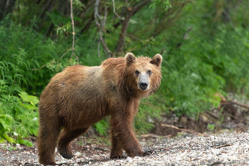 Beruang Terbesar Yang Pernah Pelajari Fakta Menakjubkan Tentang Spesies Beruang