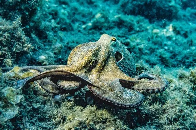 Un polpo è un mollusco a otto arti sorprendente e potente