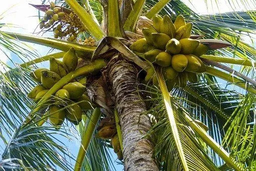 야자나무에 코코넛이 있습니까? 딜레마가 잘 해결되었습니다.