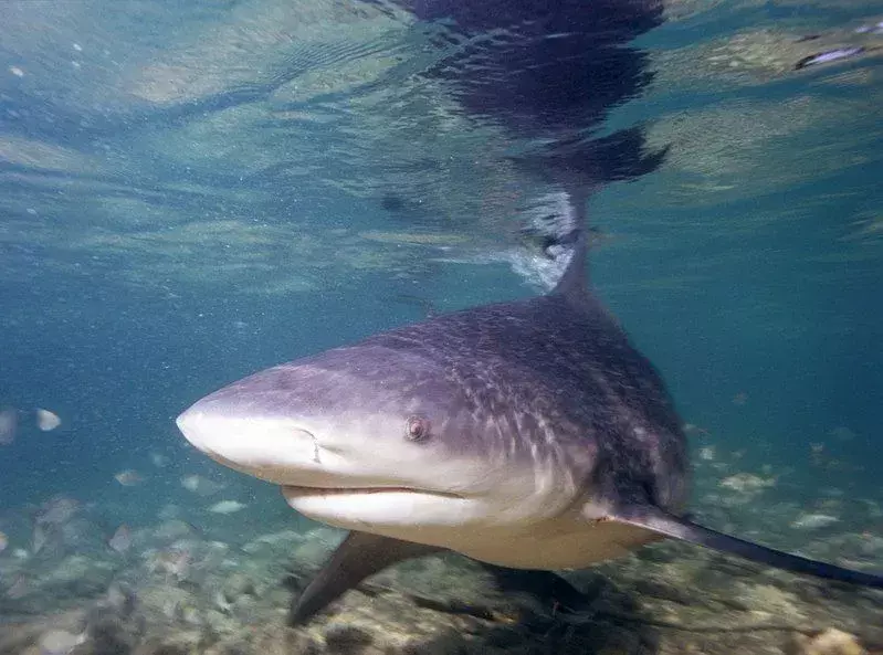 Daggernose shark fakta handler om denne haien med en dolklignende snute.