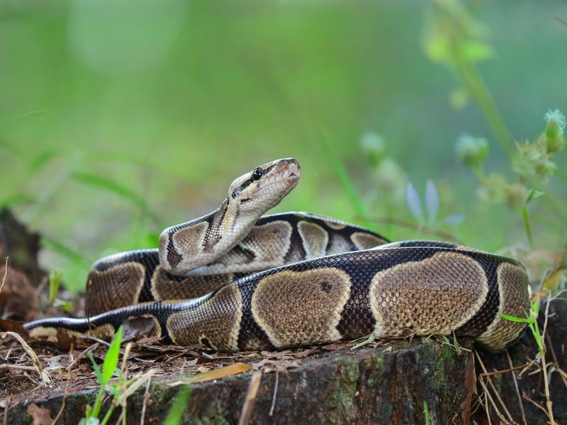 „Anaconda Vs Python Fang Tastic Snake“ skirtumų faktai vaikams