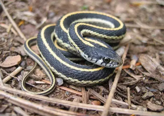 이 Sseriously Cool Mountain Garter Snake Facts를 확인하십시오.