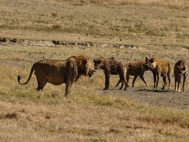 Lev versus hyena odhaluje rozdíl mezi živočišnými druhy