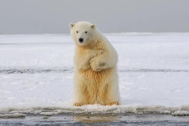 Popis kalambura 'najbolji vicevi-i-igra riječi o polarnom medvjedu'