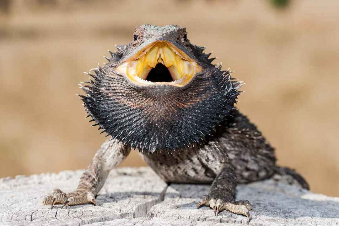 Австралийски източен брадат драконов гущер