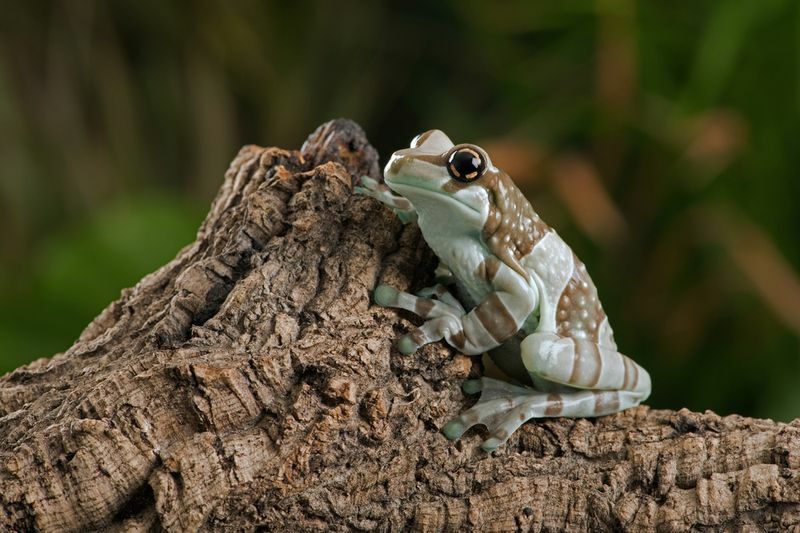 Est-ce que les grenouilles ont des branchies Des adaptations étonnantes des amphibiens explorées