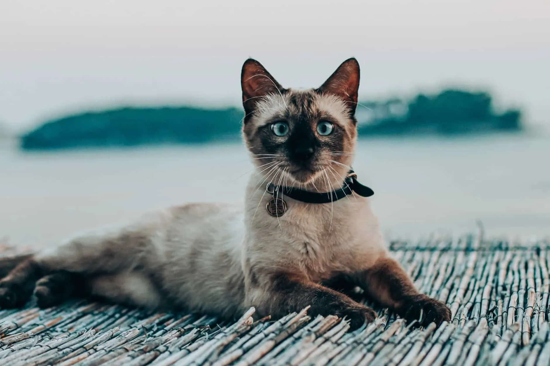 Siamese katter kommer fra Thailand