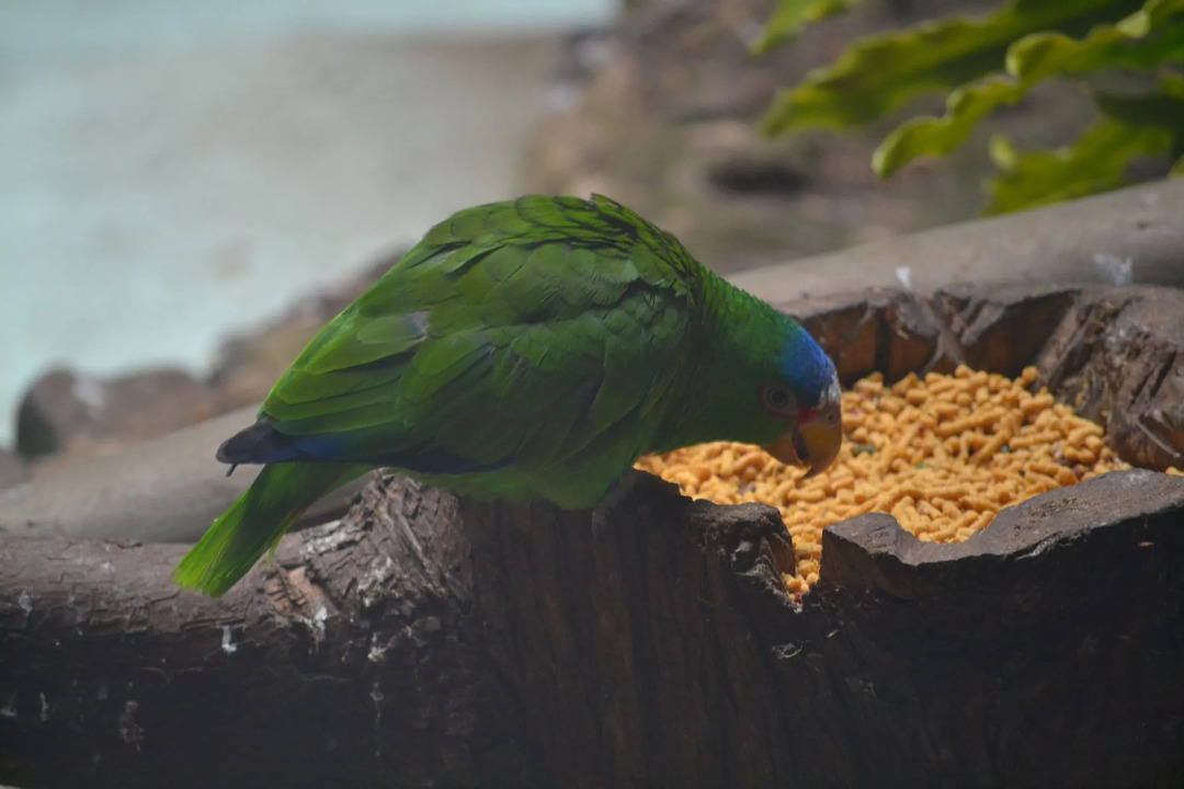 Morsomme grønnrumpet papegøye-fakta for barn