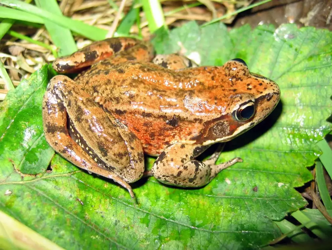 17 факта за листната жаба на Соломонов остров, които никога няма да забравите