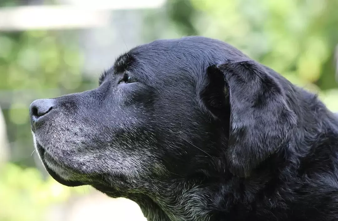 Black Lab Lifespan: Hvordan du kan forlenge Labradors-livet