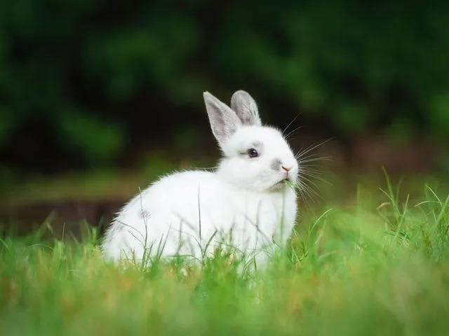 60 kaninnavn som får deg til å hoppe av glede